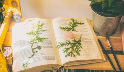 掌阅课外书2025官方最新版本 掌阅课外书2025官方最新版本