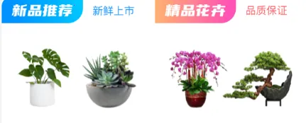 恒美花都(花卉批发平台) 恒美花都(花卉批发平台)