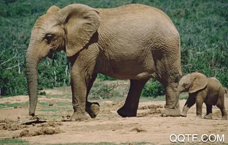 亚洲象预警2025最新版本 亚洲象预警2025最新版本