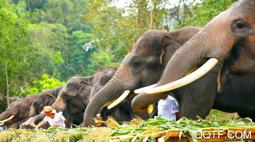 亚洲象预警2025最新版本 亚洲象预警2025最新版本