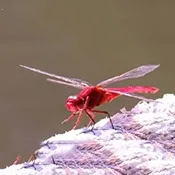 红蜻蜓电视盒子(高清直播应用)