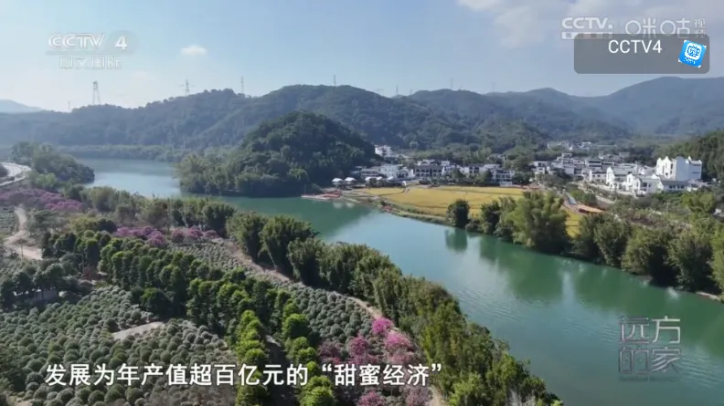 网视TV电视版(电视直播应用)v1.0.0 手机版截图4