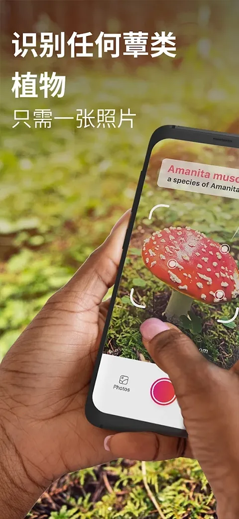 Picture Mushroom2026�ٷ����°汾��ͼ2