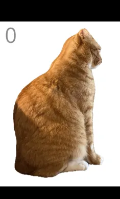 ��è��ë���°�׿��v1.0 �ֻ����ͼ0