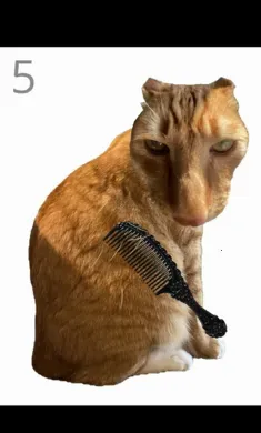 ��è��ë���°�׿��v1.0 �ֻ����ͼ2